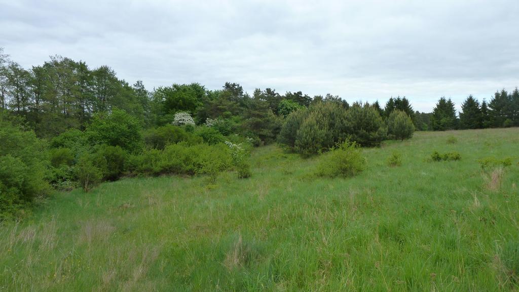 Bungalow Am Kuestrinsee Bei Lychen Exteriör bild